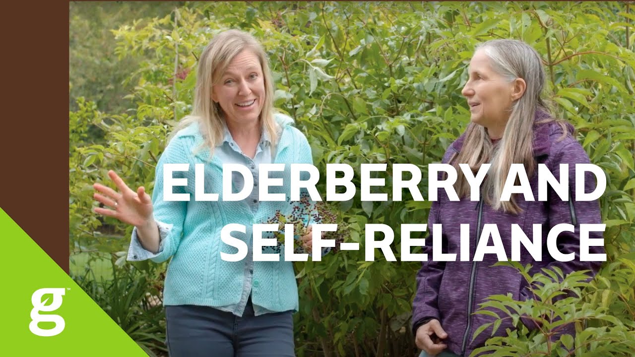 Marjory Wildcraft: Why Elderberry Is Still Important