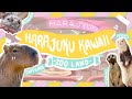 Unique animal cafe in harajuku  harajuku kawaii zoo land   real life capybara and meerkat 
