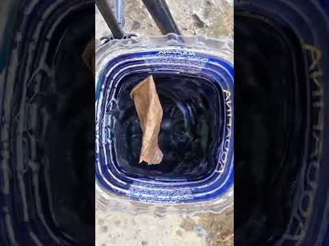 Video: Rối loạn bàng quang bơi: Làm thế nào để biết cá thú cưng nổi của bạn đã chết
