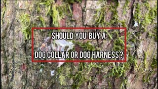 A Collar Or A Dog Harness?!?! #boerboel #mastiff #guarddog #bigdog #dogbreed