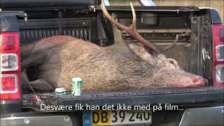 Hjortejagt 2022/Staghunting/hirch/Jagd/jagt i Danmark/Shorkam/Gonehunting_dk