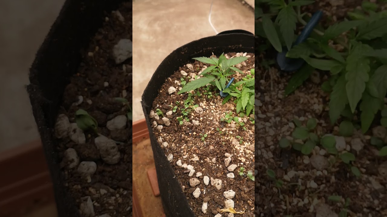 Day 10 Malawi Runtz Clones 🌱 Growing Strong in Medicgrow Neo-780 Setup! 💡 