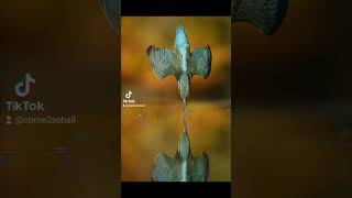 It took 6 years, 4,200 hours and 720,000 photos for wildlife photographer Alan McFadyen to get this.