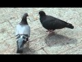 Pigeons&#39; FOODBALL match