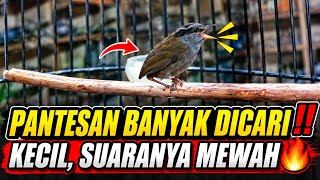 NO WONDER EVERYONE WANTS THIS BIRD! TINY, BUT HAS A LUXURIOUS & MELODIOUS SONG WHEN IT SINGS | ON...