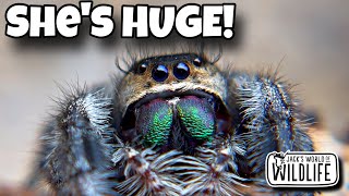 MEET The LARGEST Jumping SPIDER In The US!