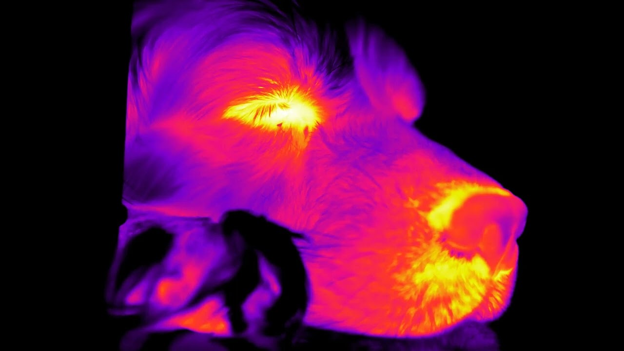 Breathing dog in infrared with a FLIR camera YouTube