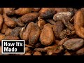 Cocoa Bean and Chocolate Production Quiz