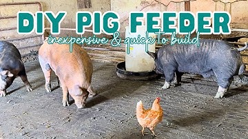 Tire & Barrel DIY Pig Feeder - Super Budget Friendly
