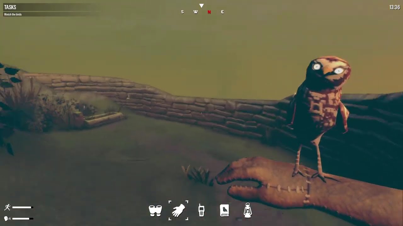 Birds Watching First Look No Commentary