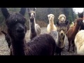 Zen and the Art of Moving a herd of Alpacas