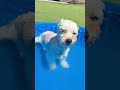 Bennie (AG26-40) video