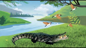 Class 4 PSEB ਪੰਜਾਬੀ ਪੁਸਤਕ-4 (ਚੌਥੀ ਸ਼੍ਰੇਣੀ -ਪਹਿਲੀ ਭਾਸ਼ਾ)-  ਮੱਘੂ ਮਗਰ-ਮੱਛ ਤੇ ਪੰਛੀ (ਕਹਾਣੀ) Lesson 13