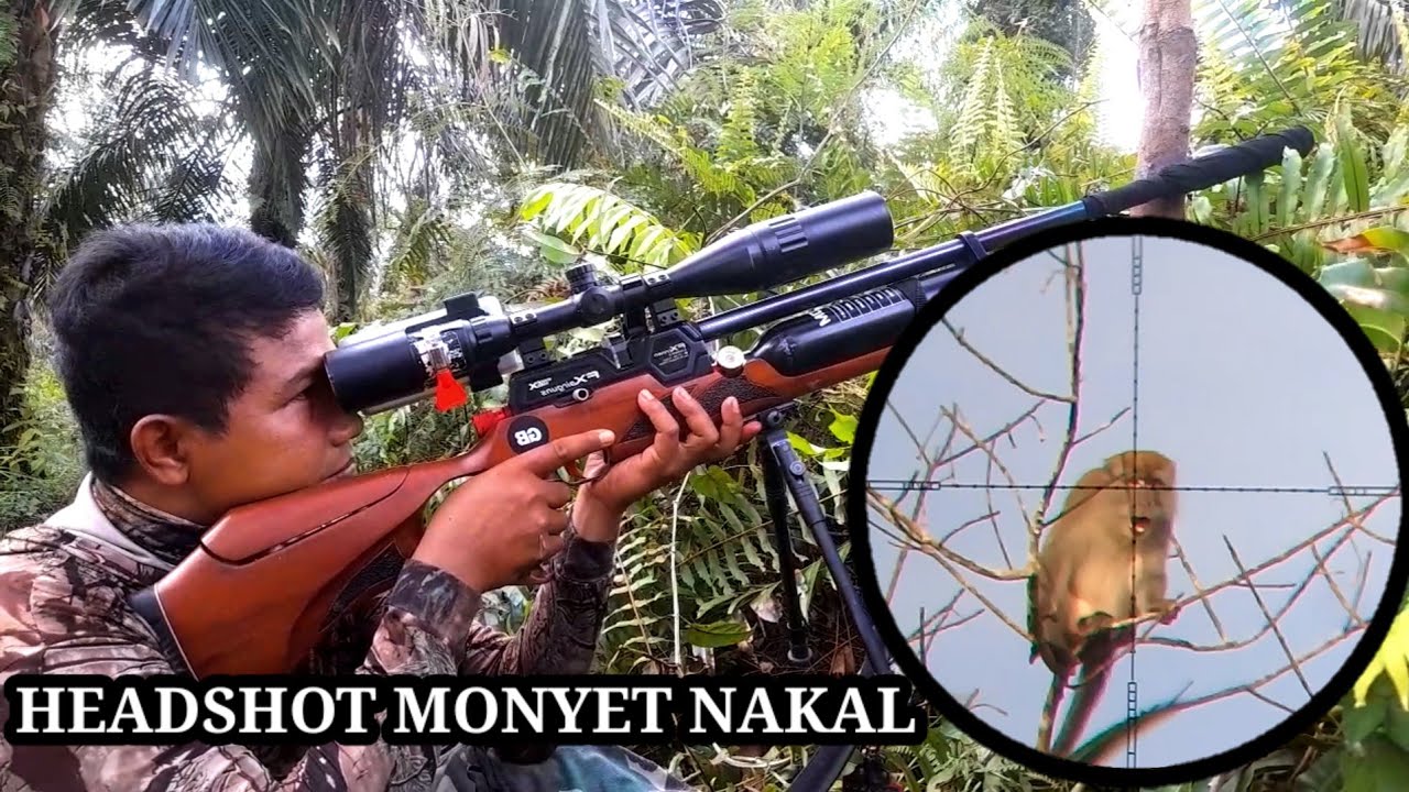 🔴NYANGGONG MONYET..‼️PENGHANCUR SAYURAN PETANI