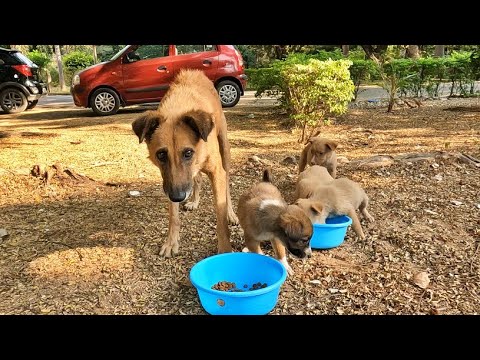 Scared Mama Dog Begging us to Help her Feed her Puppies - YouTube