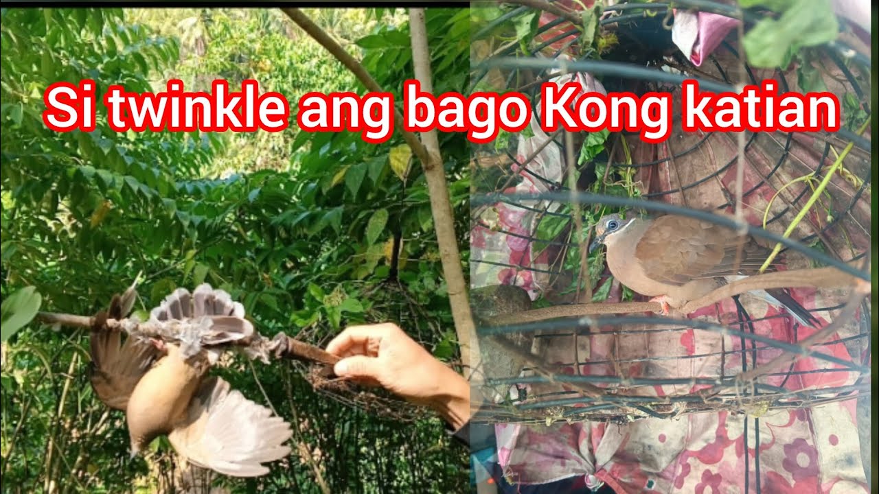 May bago na nmn akong laruan..magaling din.#roypchannel#birdhunting#nature#subscribemychannel