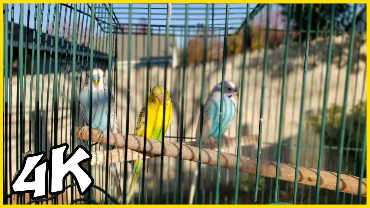 4k Video HD High Quality Bird Life