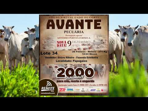 Lote 34 - Leilão Virtual Gado de Corte Avante Pecuária