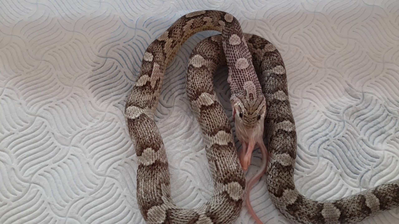 camera iphone 8 plus apk Feeding small mouse to my 14 month old corn snake Anery (without Ephram)