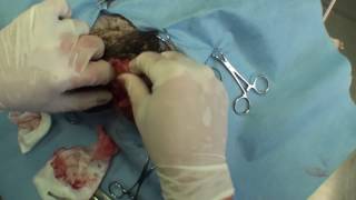 Giant Abdominal Hernia, Chihuahua, Graphic Surgery