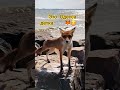 Лисичка на море в Одессе 🦊🌊#україна #лиса #одесса #мирукраине #stopwarinukraine #odessa
