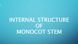 Anatomy of Monocot Stem Discussion of Dicot Leaf