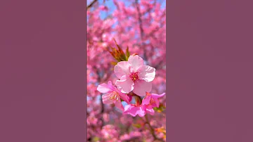 Cherry 🍒 blossom on arrival of spring #cherryblossom #spring #nature #naturephotography #shorts