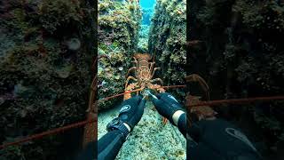 sea ma pakra fish #viralvideo #animallife #aya #wildlife