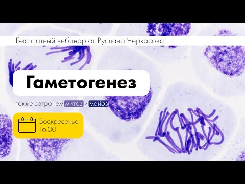 ГАМЕТОГЕНЕЗ, митоз и мейоз | ЕГЭ БИОЛОГИЯ | Руслан Черкасов