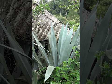 Đời mà cứ đi thôi lang thang khám phá cảnh đẹp cùng kiến thức ngoài sự hiểu biết của bản thân 👣 #vsl