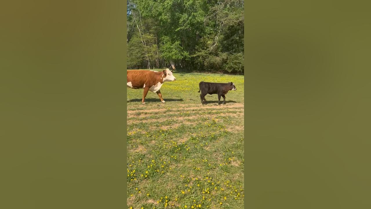 i-live-back-on-the-farm-you-see-youtube