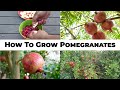 5 Year Pomegranates - How To Grow Wonderful Pomegranates & Pomegranate Tree Care