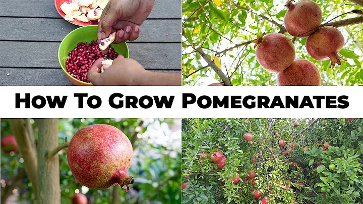 5 Year Pomegranates - How To Grow Wonderful Pomegranates & Pomegranate Tree Care - DayDayNews