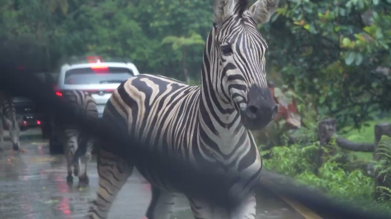 Jungle Safari - Taman, Jakarta