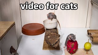 Cat Tvrat running and jumping video for cats