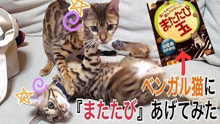 ベンガル猫のベルとテトに『またたび玉』をあげてみたら大興奮