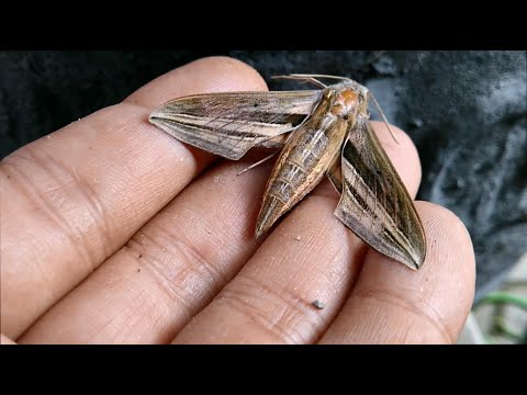 Video: Apakah kupu-kupu serangga atau serangga?