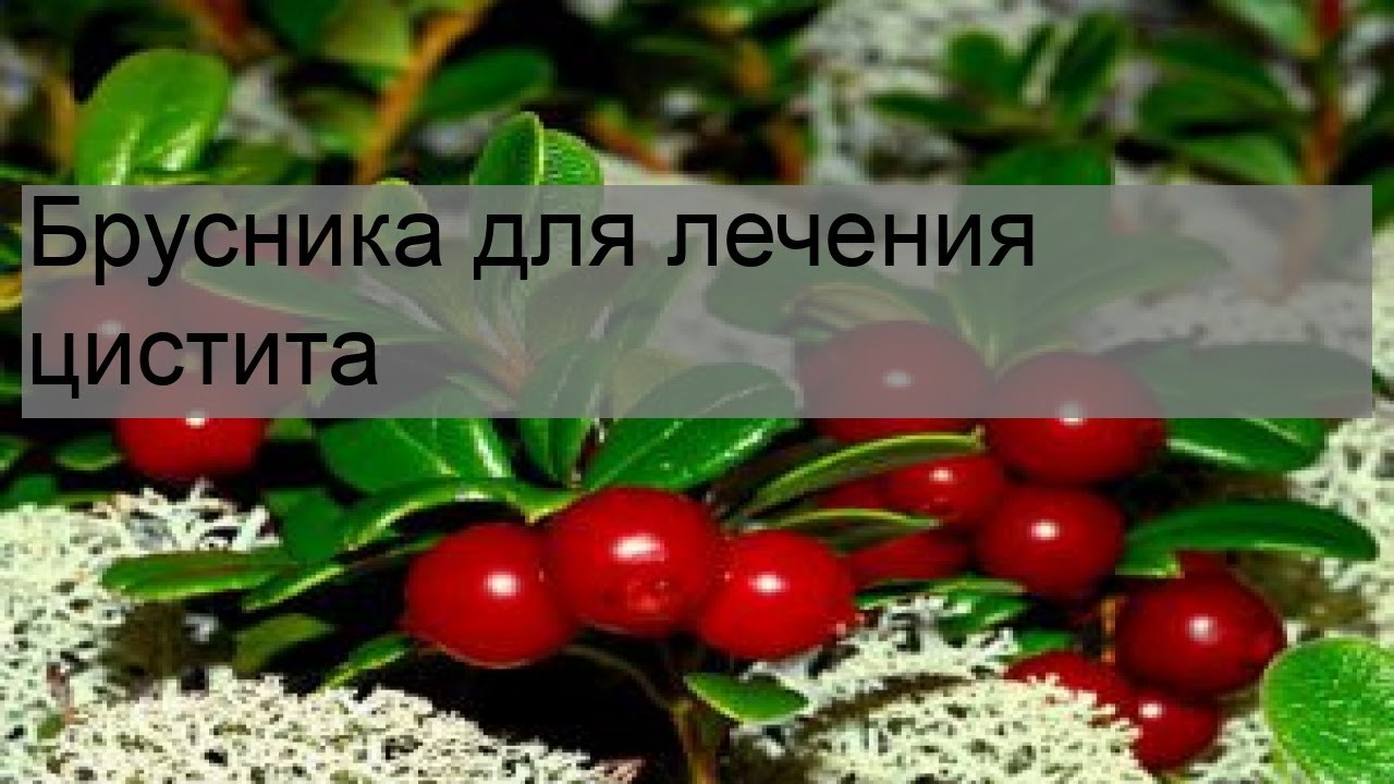 Брусника для лечения цистита