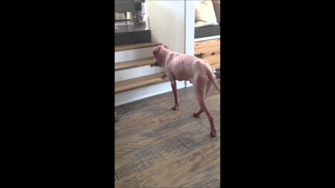 Rescued Pink Hairless Dog gets a Care Package of Toys, Treats & much