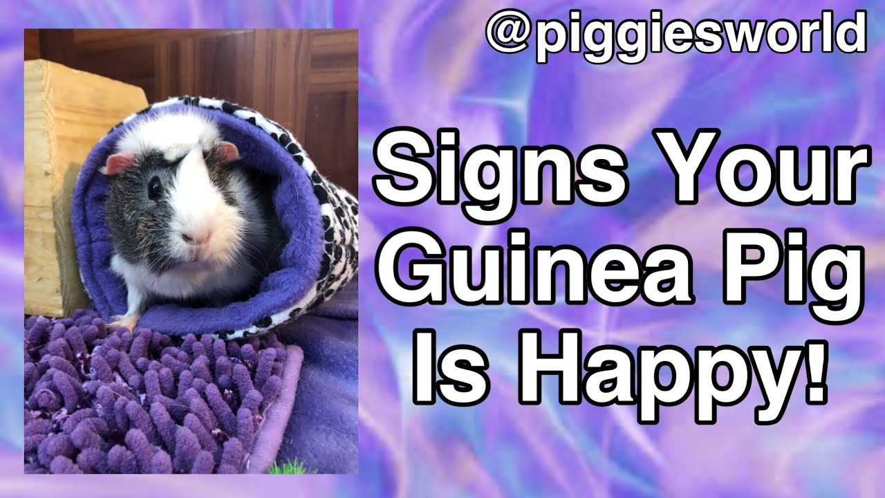 Signs Your Guinea Pig Is Happy! YouTube