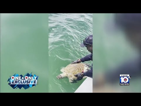 Green sea turtle dies after rescue; officials ask boaters to watch for marine life
