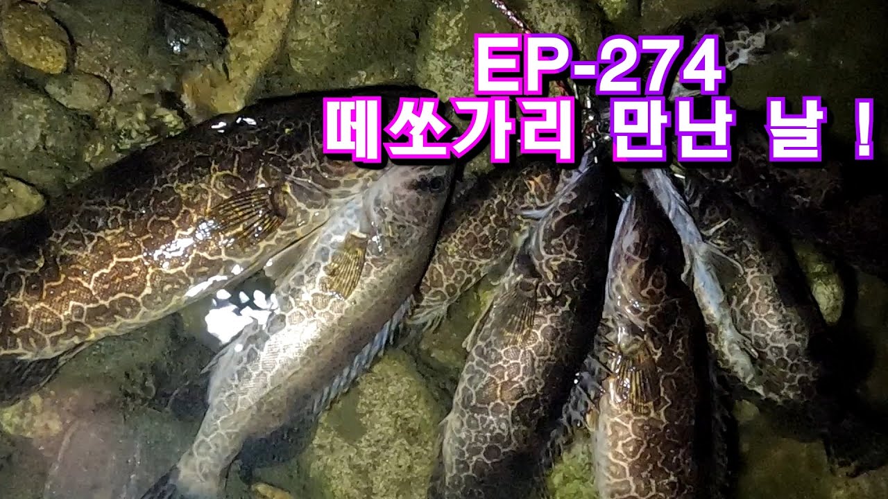 [대박] 여울하류쪽 떼쏘가리 만났어요! EP-274