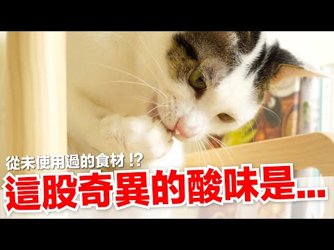 【好味小姐】做了超美藍莓貓蛋糕！貓咪愛吃藍莓嗎？｜貓副食｜貓鮮食廚房EP206