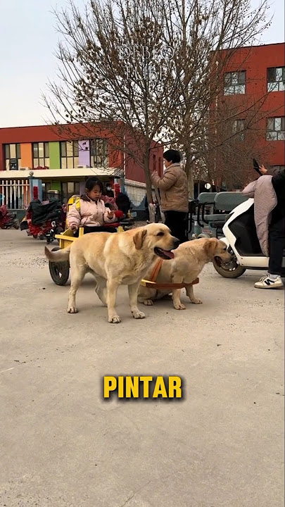 Anak anjing punya tugas baru! #shorts