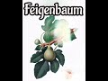 Feigenbaum