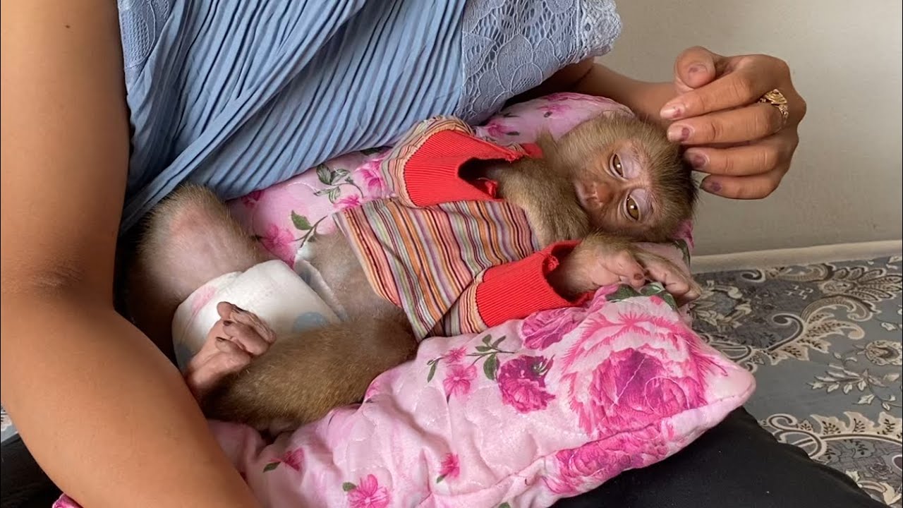 Sleepy !! Adorable Monkey TORO Sleep On Pillow