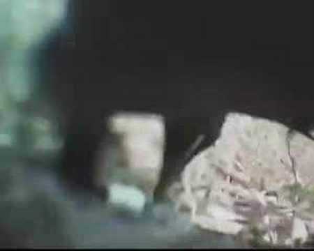 Tool use by shy crows caught on camera