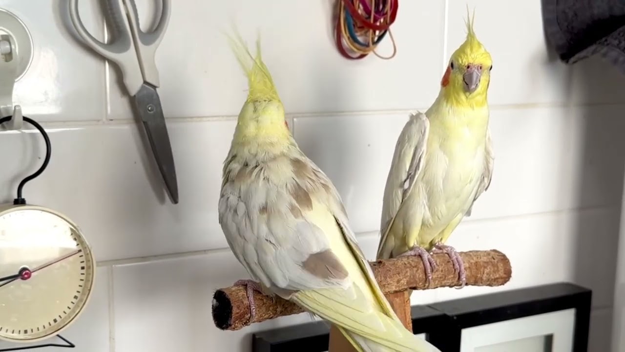 うちのオカメインコで遊ぶ(#592)｜Ako(@akolamble)