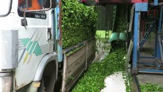 Çay Fabrikaya Boşaltılıyor