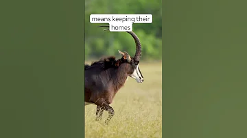 Wildlife Wonders Sable Breeding In The USA 